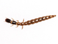 unidentified snakefly larva